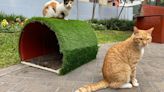 Conoce las casitas para el invierno que protegerán a los gatitos del parque Kennedy (FOTOS)