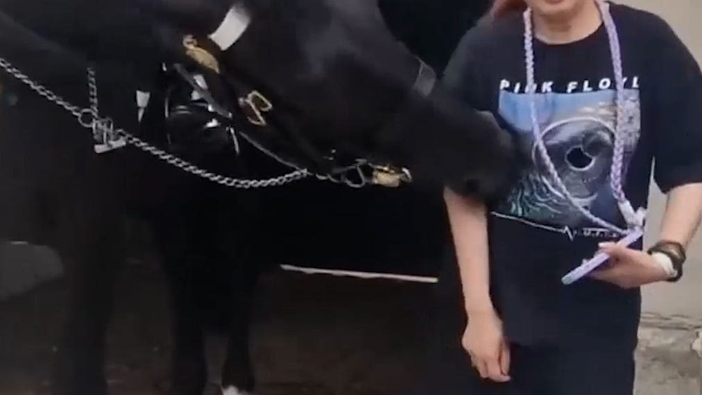 Video captures mounted horse biting tourist as she takes photo outside royal museum in London