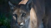 On the prowl: Rare Florida panther sighting caught on video at Manatee County preserve