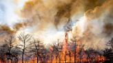 Put the matches down: NJ Forest Fire Service issues restrictions