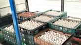 蛋價瀕成本保衛戰 憂「端午節後崩盤」養雞協會籲減產