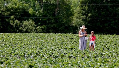 A popular Midlands strawberry farm goes ‘against the machine’ to resist housing development