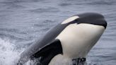 Some of the 30 killer whales captured doing flips and playing near boats in California were the same orcas that attacked a pair of gray whales and tried to eat them alive