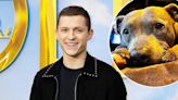 Tom Holland Mourns Death of Dog Tessa: 'Missing My Lady'