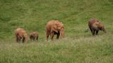El parque Cabárceno es donde más elefantes nacen en cautividad del mundo