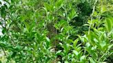 False hope for cold-damaged citrus trees | Gardening