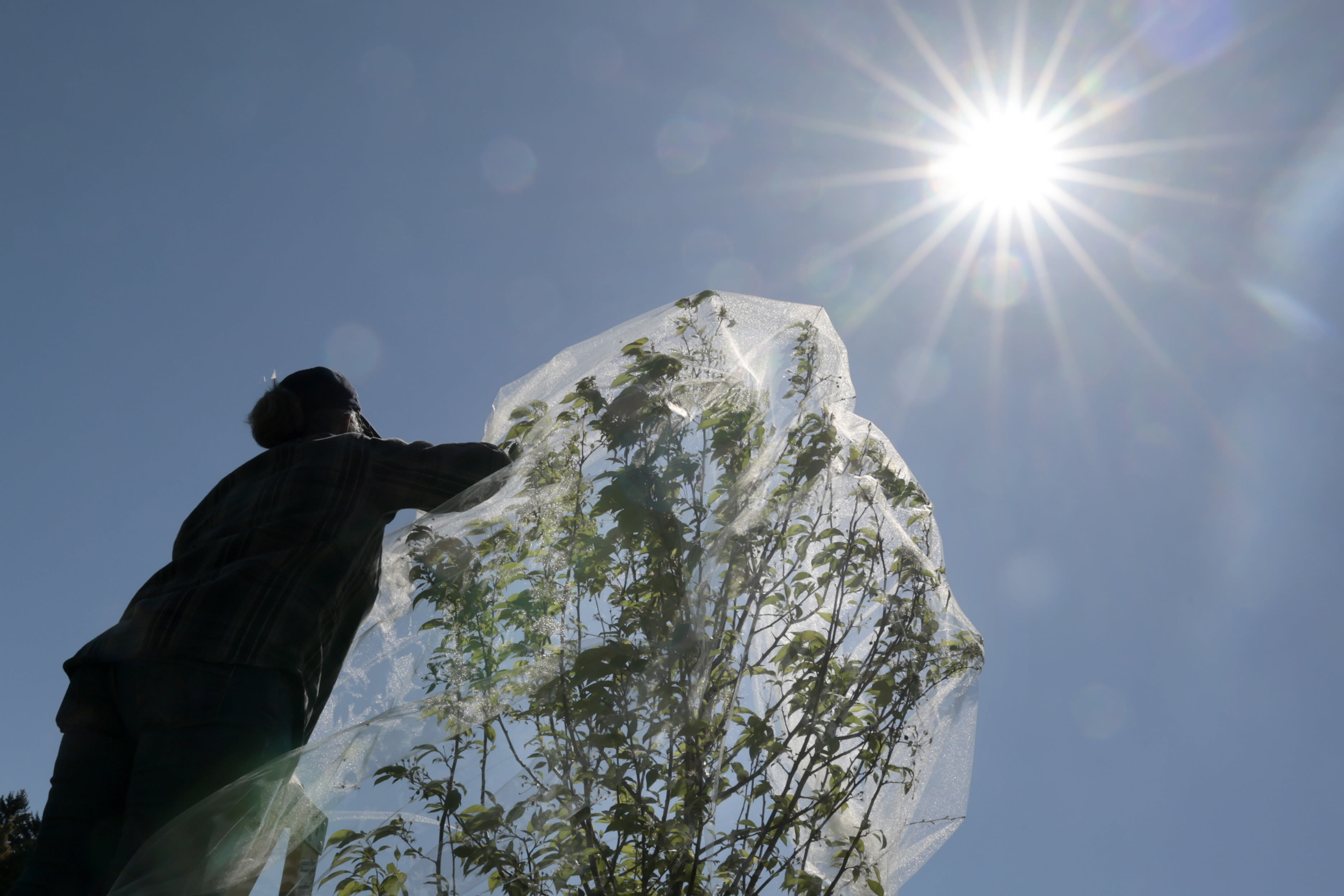 Illinois cicadas, loud but harmless, expected to make historic emergence in mid- to late May