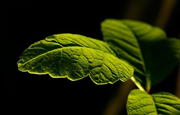 What does poison ivy look like? How to spot the itchy plant and other like it