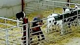 Farmer banned from keeping cattle after staff filmed abusing calves