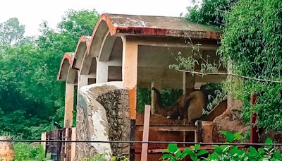 Nylon straps, diet plan: How Delhi Zoo is managing lone African elephant in ‘musth’ phase