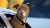 Florida Police Race to Rescue Pit Bull From Hot Car in Harrowing Video