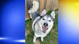 Pet of the Week: Bella