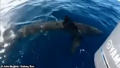 Shocking moment 'great white' shark is spotted close to Irish coast