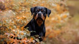 Rottweiler's Joy Over Being Accepted by New Dog Friends Goes Viral