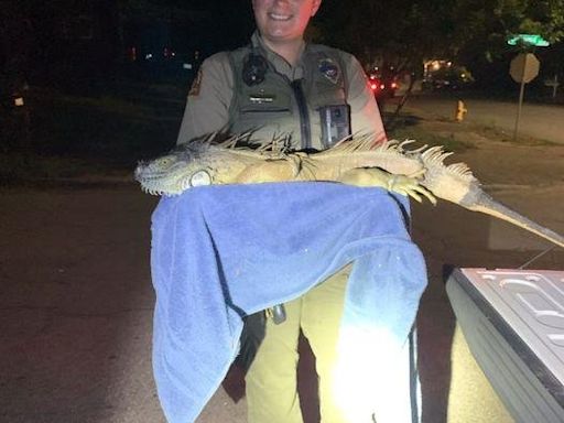 5-foot iguana found wandering loose in North Carolina