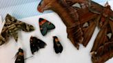 Philadelphia Customs officers intercept package containing 60 dead butterflies, officials say