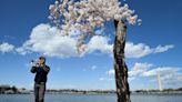 ‘Stumpy’ the tree becomes unlikely celebrity of cherry blossom season