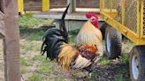 Atlantic County animal rescue surprised by delivery of 60 roosters