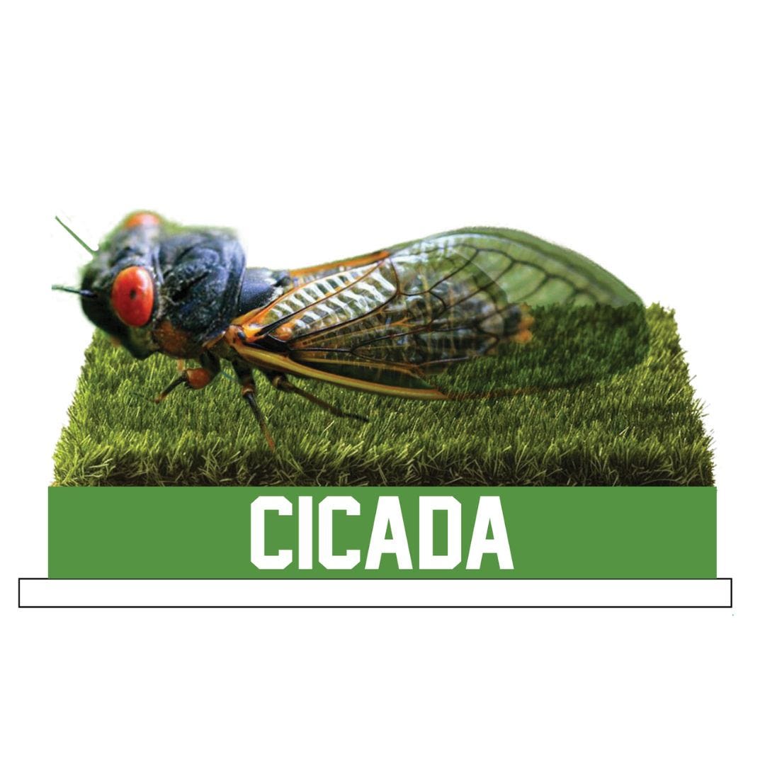 The cicada bobblehead is a thing. Here's how you can get one