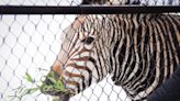 Adorable baby zebra born in Utica Zoo. 'Everyone has fallen in love'