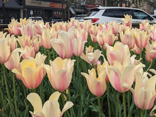 Despite weather concerns, Holland tulips in full bloom just in time for festival