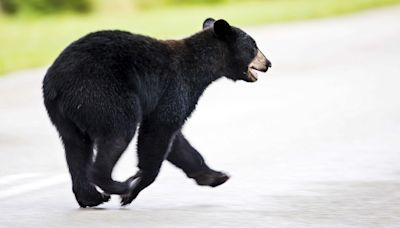 Black bear cub spotted in District’s Brookland neighborhood