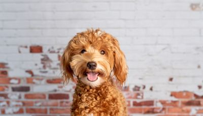 Girl Stares at Her Goldendoodle and His Awkward Uncomfortableness Goes Viral