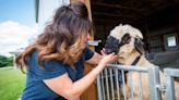 'World's cutest sheep' bred in a Bloomington backyard