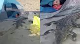 ¡Susto de vacaciones! Acampan en la playa y despiertan con un cocodrilo dormido a su lado