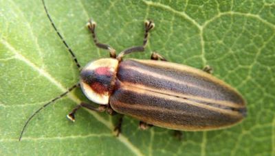 Michigan fireflies are lighting up the night: What to know about them