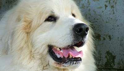 Moment Rescued Great Pyrenees Enjoys First Pup Cup Is Downright Beautiful