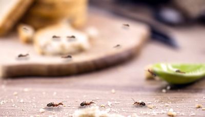 The Best Way To Get Rid Of Ants In The Kitchen, According To Experts