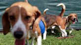 Beagle breeder to pay over $35 million in fines, the largest ever in Animal Welfare Act case history – KION546