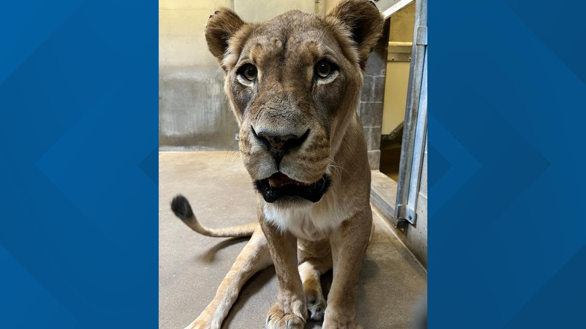 John Ball Zoo mourns death of female lion Abena