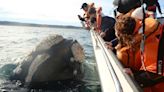 Puerto Madryn: cómo descubrir la fauna marina en familia