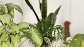 14 fake plants that look so real, no one will know you’re a plant killer