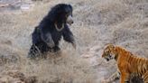 This Is What Happens When Tigers Try to Sneak Up on Small Bears