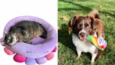 PEOPLE's Pet Product Awards 2023: The New Pet Products that Sent Testers into a 'Tail-Wagging Frenzy'
