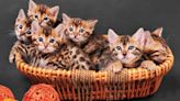 Oregon Rescue To Host Kitten Palooza Every Weekend in June