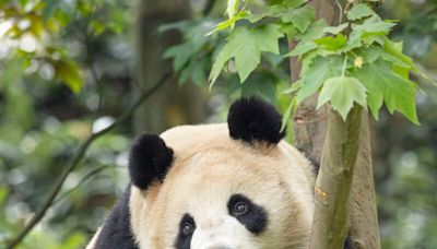 Two giant pandas headed to San Diego Zoo: Get to know Xin Bao, Yun Chuan