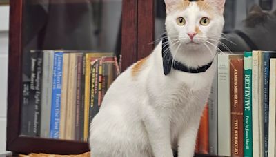 Award-winning rescue cat takes up residence at Anniston library