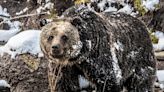 First grizzly bear emerges from long winter’s nap at Yellowstone