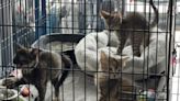‘Kitten season’: How shelters are handling the influx