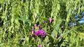 Giant ironweed native plant an excellent source of nectar for butterflies and bees