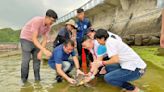 玳瑁擱淺卡魚鉤受傷取名「玳鉤」 治癒野放潮境保育區