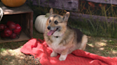6th Annual Corgi Fest to Return to Frontier Park this August