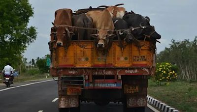 MP nod for Bill to seize vehicles transporting cows for slaughter