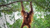 Video of Orangutan at Australia Zoo Throwing a Possum Out of Enclosure Sparks Outrage