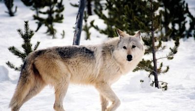 More Montana conservation groups intend to sue over decision not to re-list wolves