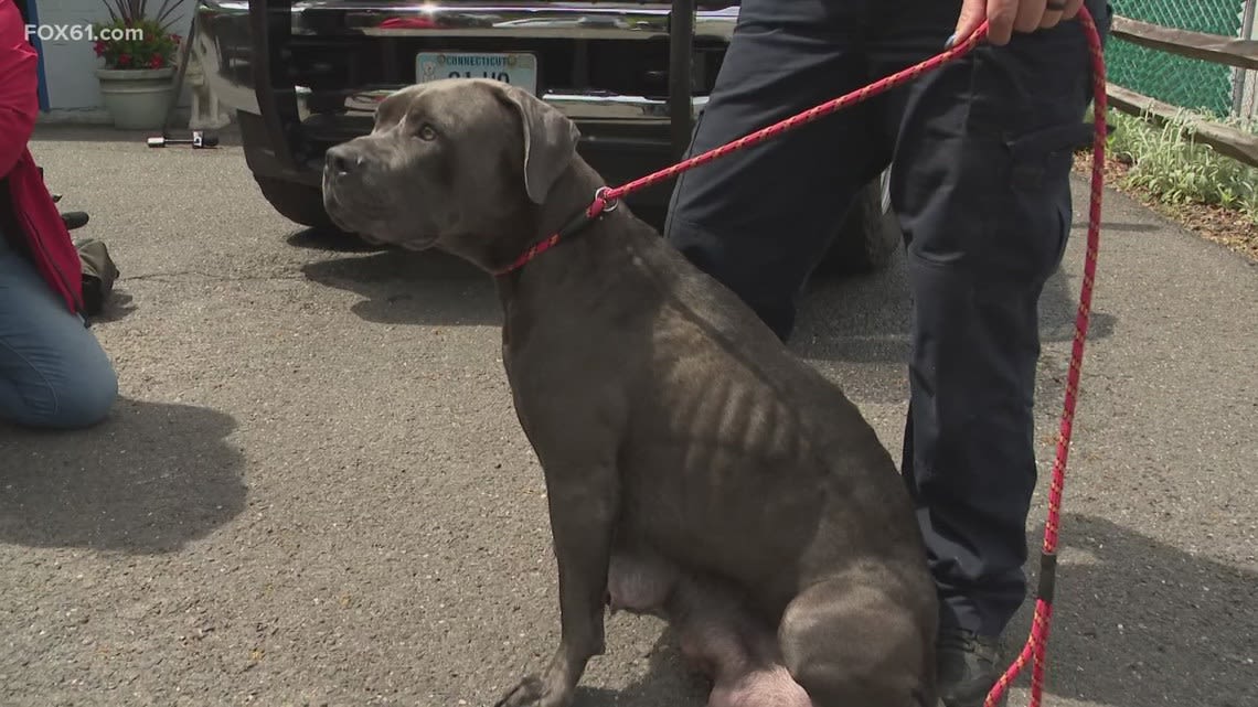 Waterbury man charged with animal cruelty after allegedly dumping a pit bull in Wolcott